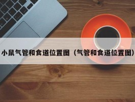 小鼠气管和食道位置图（气管和食道位置图）